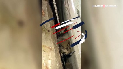 Bodrum'da iki duvarın arasına sıkışıp kalan yavru kedicik, ekiplerin çalışmasıyla kurtarıldı
