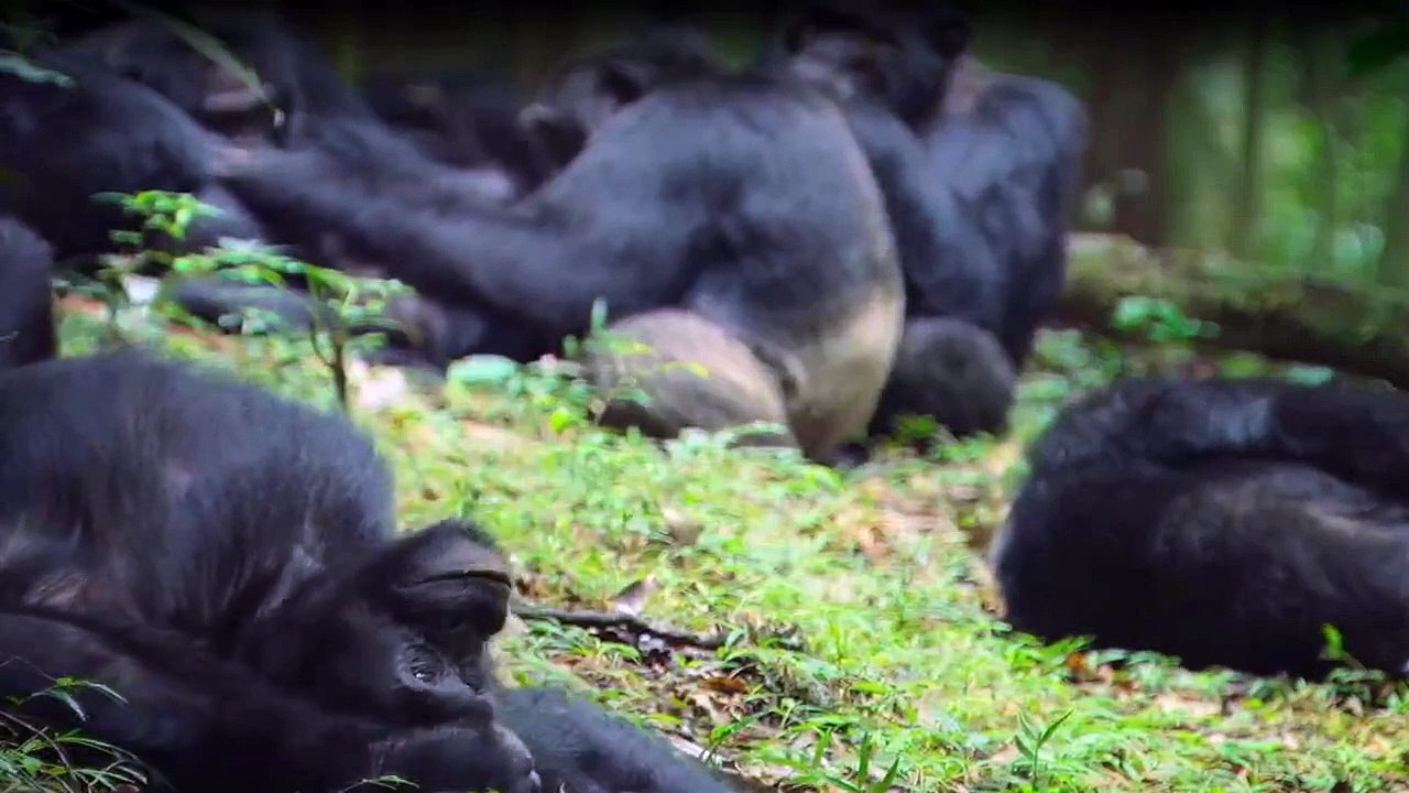 Tierisch gute Erziehung Staffel 1 Folge 5 HD Deutsch