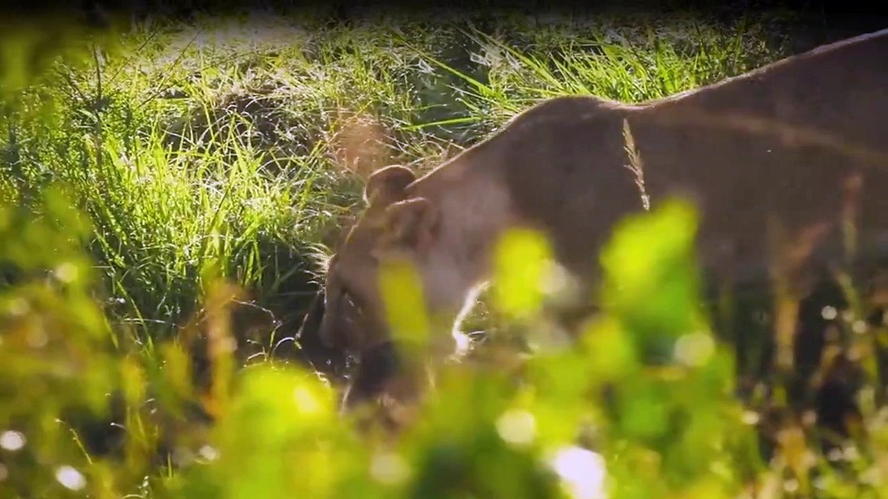 Tierisch gute Erziehung Staffel 1 Folge 6 HD Deutsch