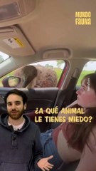 ¿Le tienes miedo a algún animal?