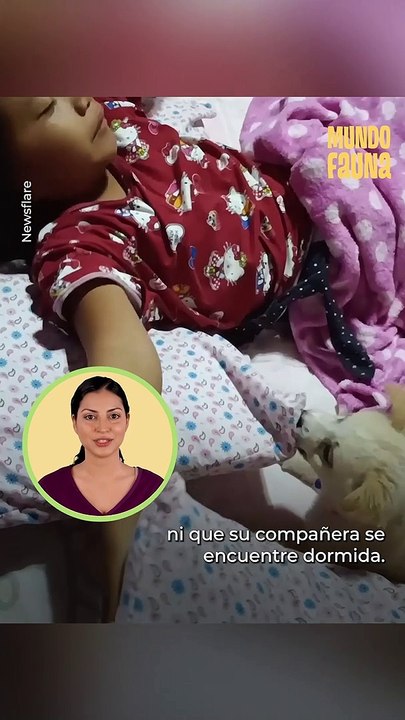 Esta cachorrita solo quiere jugar con su pequeña dueña