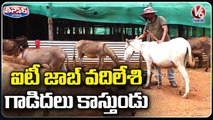 Man Quits IT Job and Starts Donkey Farm, Receives Order Worth Rs 17 lakh _ Karnataka _ V6 Teenmaar