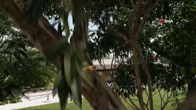 Arı yaşamını sanal ortama taşıyacak Kafkas Arı Konağı hayata geçiriliyor