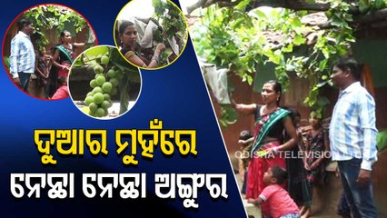 Nuapada farmers set example by grape farming