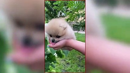 CUTE DOGS _ VERY FUNNY DOGS __ EVERYTHING