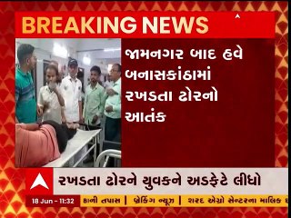 બનાસકાંઠાઃ યુવક રખડતા ઢોરની અડફેટે આવતા ગંભીર રીતે થયો ઈજાગ્રસ્ત, જુઓ વીડિયો