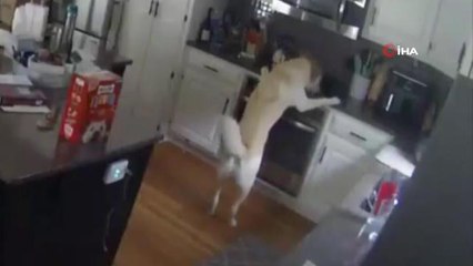 Sahibi evde olmayan köpek yangın çıkardı