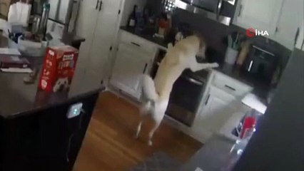 Duyunca inanamayacaksınız! Evde yalnız kalan köpek bunu da yaptı