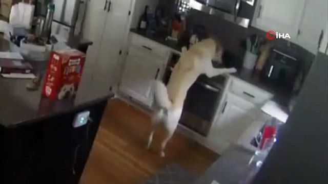 Duyunca inanamayacaksınız! Evde yalnız kalan köpek bunu da yaptı