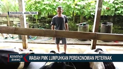 Download Video: Perekonomian Peternak Lumpuh Akibat Wabah PMK, Peternak Berharap Bank Beri Keringanan Beban Utang