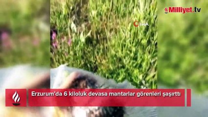 6 kiloluk devasa mantarlar görenleri şaşırttı