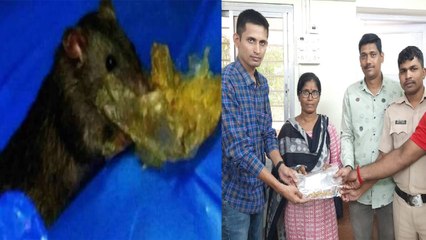 10 tola Gold Stolen By Rat! Where and How? *National | Telugu OneIndia