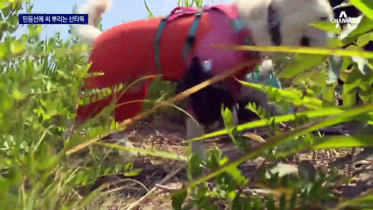 화마 휩쓸고 간 곳에 씨앗 뿌리는 ‘산타독’이 왔다