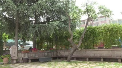 TBMM'nin 350 dönümlük bahçesi 282 tür ağaca ev sahipliği yapıyor