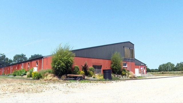 Canicule: en Bretagne, les éleveurs font tout pour rafraîchir leurs bêtes