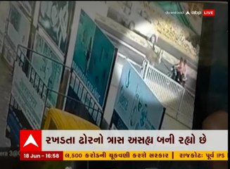 બનાસકાંઠા: રખડતા ઢોરના આતંકનો વિડિયો આવ્યો સામે