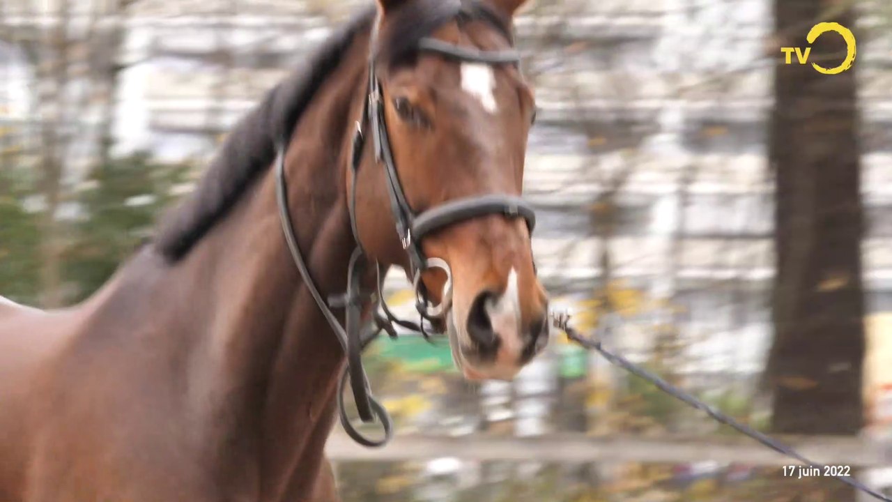 Sujet: 60 ans du manège d'Onex et du club de l'éperon