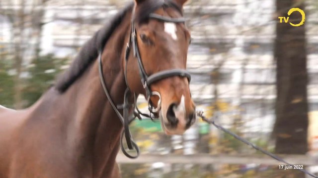 Sujet: 60 ans du manège d'Onex et du club de l'éperon