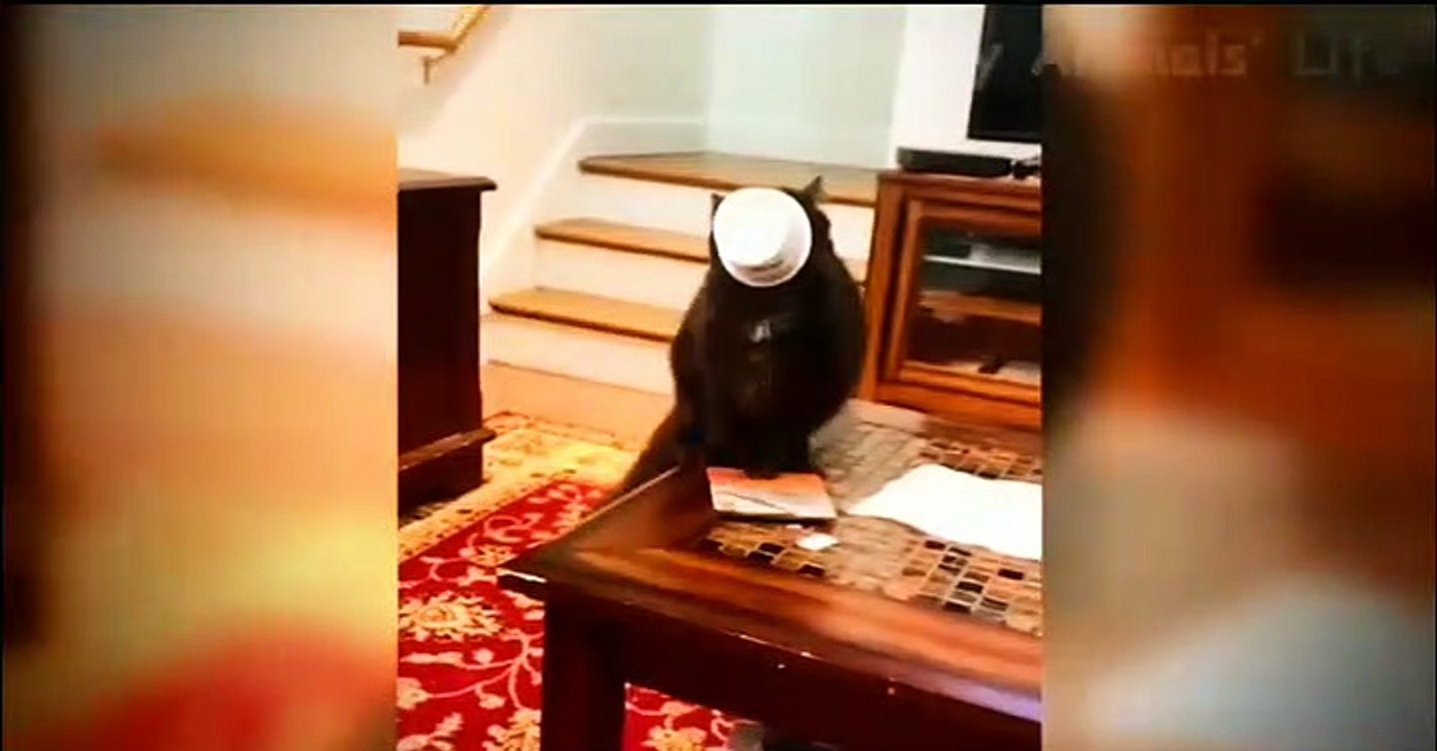 ⁣Funny animal ,cute animals