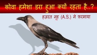 kowa dara hua kyun rehta hai | Noah AS says | crow story | कोवा डरा हुआ क्यों रहता है |