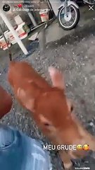 Moradora de Florianópolis tenta reaver boi que era tratado como bicho de estimação