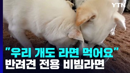 [新농비] "우리 개도 라면 먹어요"...반려견 전용 비빔 라면 등장 / YTN