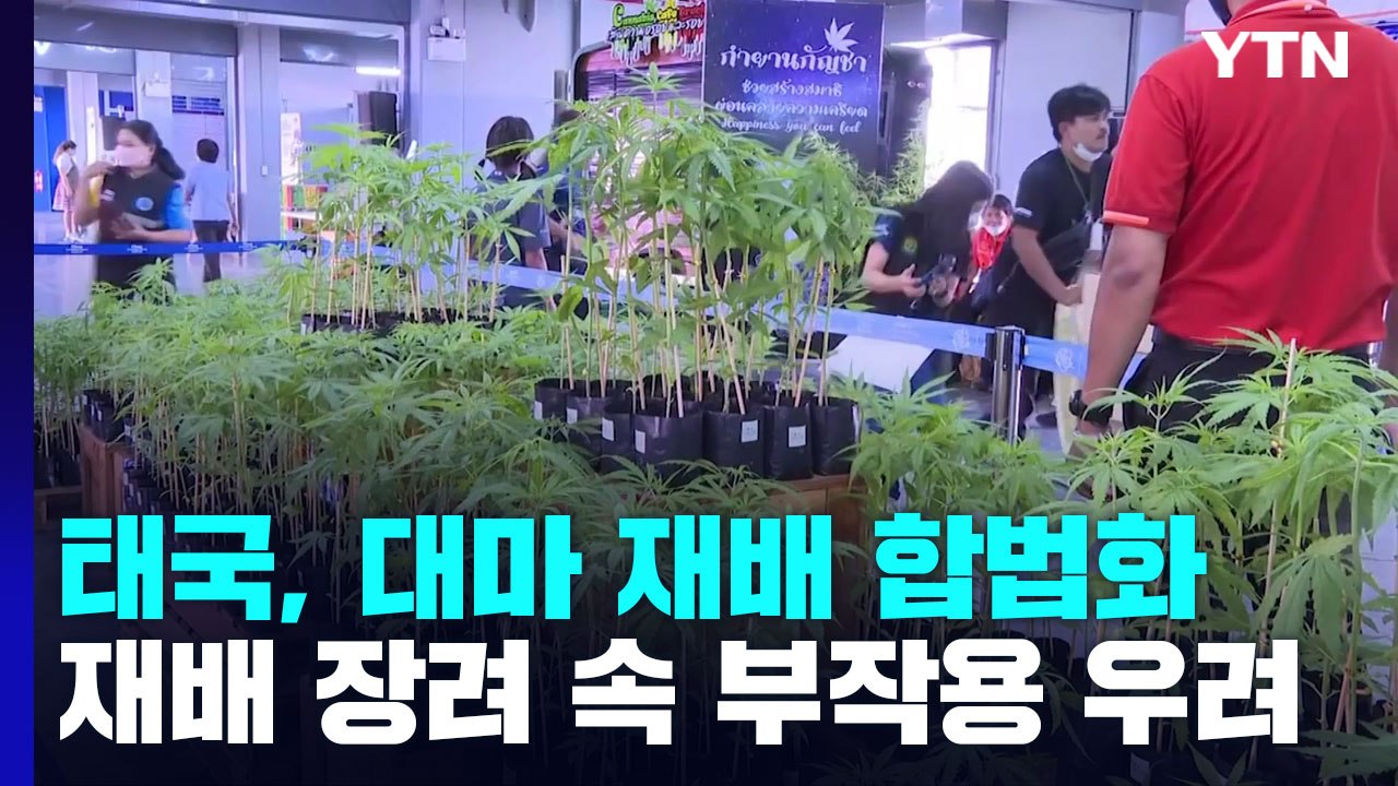 태국, 대마 재배 합법화 이후 부작용 우려 커져 / YTN