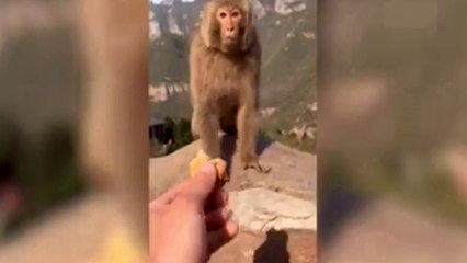 Best funny videos|dog funny videos|animals funny videos