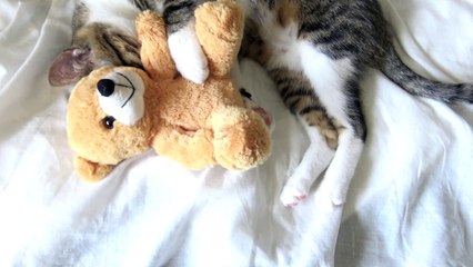 Adorable Baby Cat Hides Under His Toy Bear