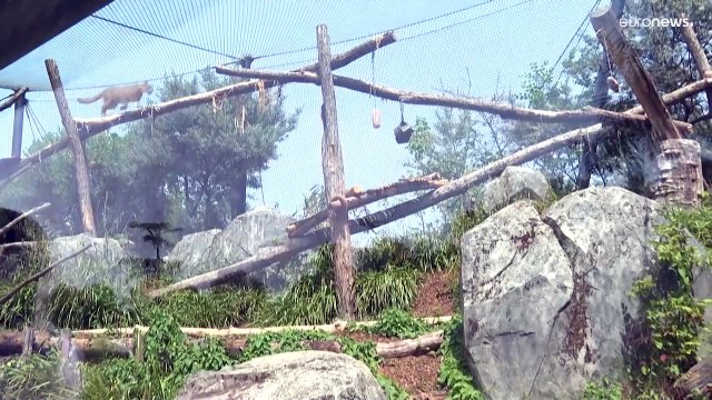 شاهد: أطعمة مجمدة لحيوانات حديقة باريس من أجل الانتعاش خلال موجة حر قياسية