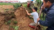 Using a Snake Detector Detects a Nest of 100 Cobras -- Giant King Cobra Hunter