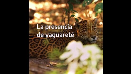 Súmate #LOSULTIMOS20 y salvemos al yaguareté