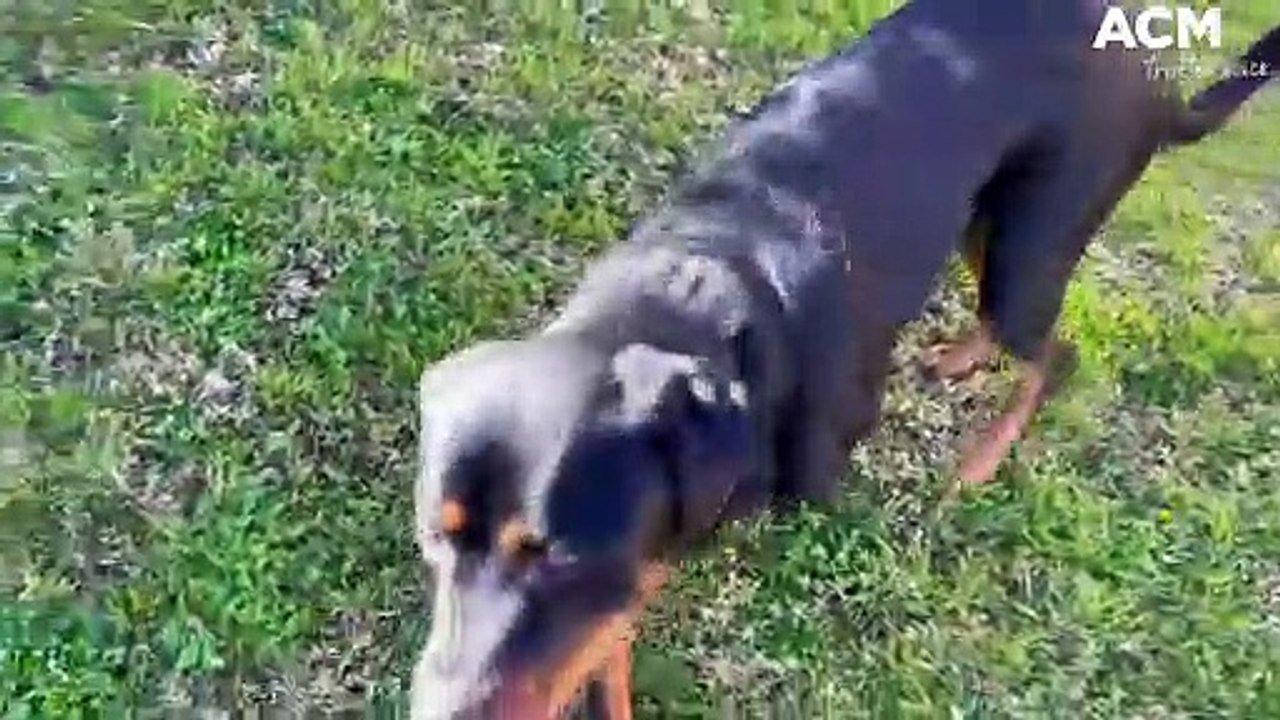 TPLO surgery performed in Bathurst for first time | ACM | 18 /06/22