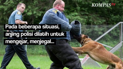 Ternyata Tugas Anjing Polisi Berat Juga, Apa Saja?