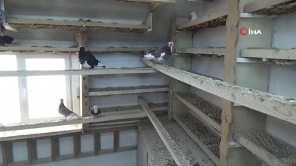 'Türk fısıldayıcısı' Bayburt güvercini ilgi çekmeye devam ediyor