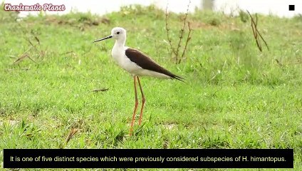 Black Winged Stilt Bird