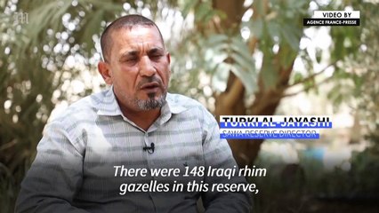 In a parched land, Iraqi gazelles are dying of hunger