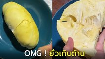 อื้อหือ ! ทุเรียนภูเขาไฟ เนื้อแน่นพูใหญ่ ทุเรียนยั่ว ๆ เจอแบบนี้คุ้มเลย