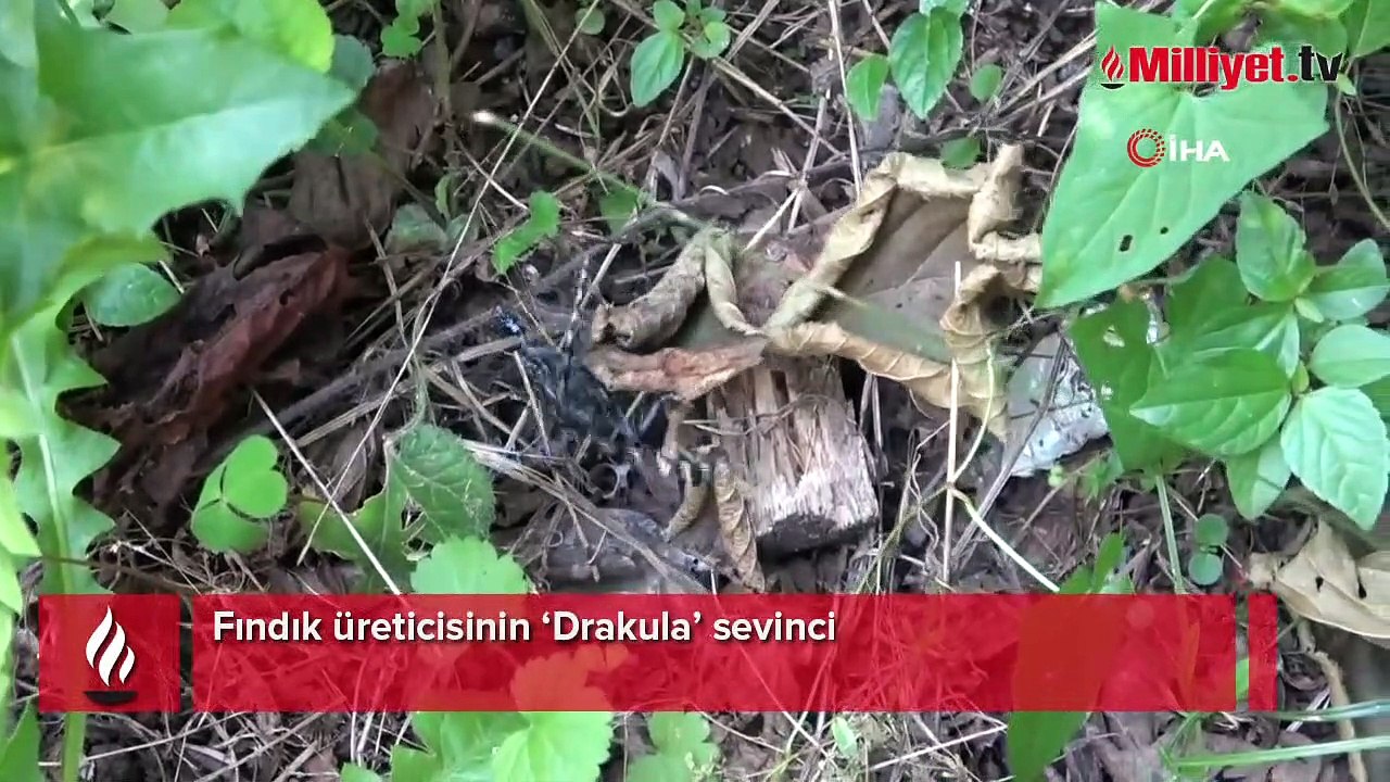 Fındık üreticisinin ‘Drakula’ sevinci! Bu yıl görülmedi