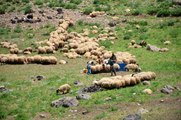 Şırnak yaylaları 600 bin küçükbaş hayvana ev sahipliği yapıyor