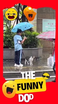 Helping cute cat #animals #shorts #cat #animalshorts #funnyanimals