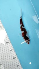 Ikan Koi 20 cm