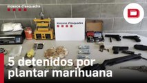 Cinco personas detenidas por plantar marihuana en Esparraguera (Barcelona)