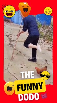 Chicken teasing the owner #animals #shorts #chicken