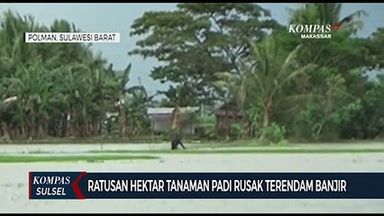 Ratusan Hektar Tanaman Padi Rusak Terendam Banjir