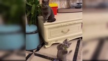 Baby Cats - Cute and Funny Cat Videos Compilation #44 Aww Animals