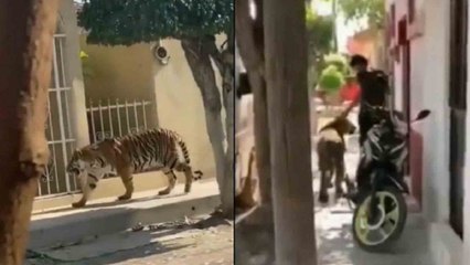 ಮೆಕ್ಸಿಕೋದಲ್ಲಿ ಸಿಕ್ಕಿಬಿದ್ದ ಹುಲಿ ಕಳ್ಳ!