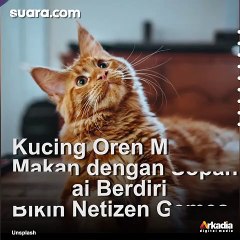 Lihat Kucing Oren Minta Sate Sambil Berdiri, Bikin Netizen Gemes!