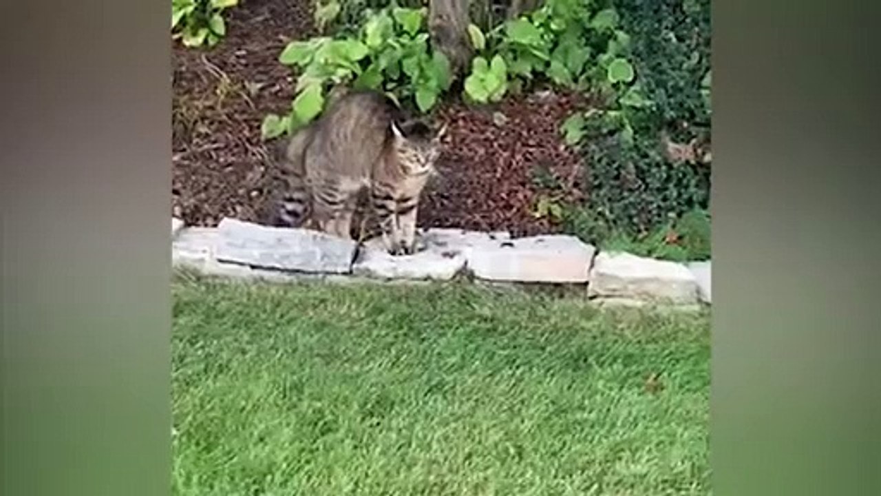Funniest Cats and Dogs Videos That Make You Laugh In 20 Minutes - Funny Animal Videos #17