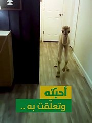 يمشي متبخترًا بين الأثاث.. فيديو يوثق جملا صغيرا يتجول داخل منزل بالمملكة